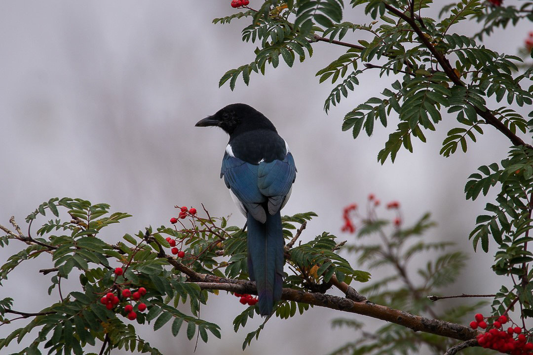 Hike the Canadian Rockies