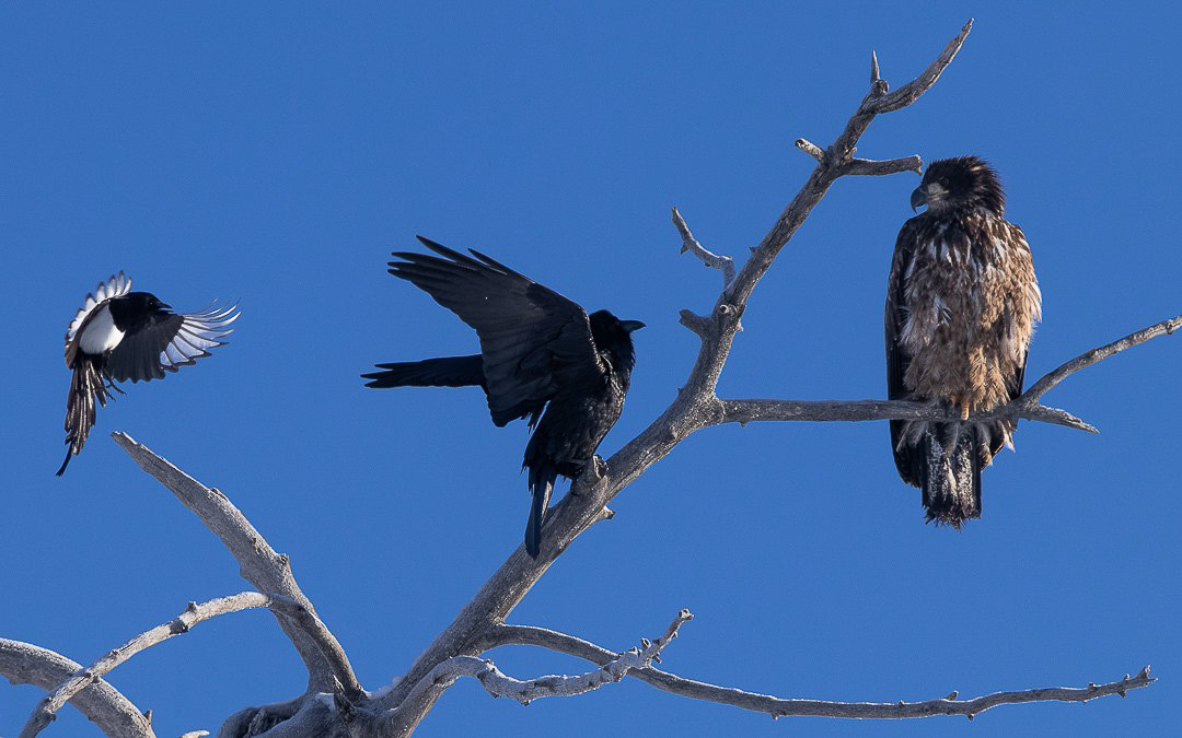 Hike the Canadian Rockies